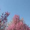 嵐山 京都 穴場 紅葉 鹿王院？