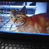 急に起動しなくなったThinkPad W540(起動したりしなかったり編)