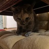 猫ちゃんたちに救われる日々