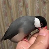 最近の文鳥たち