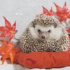 ダルマと紅葉