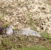 ケリ、ツバメ、イワツバメ、チョウゲンボウ、カイツブリ