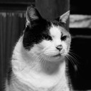 ウェブと猫と東京で。