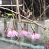 (紹介：木々)十二社熊野神社で桜を見かけたよ