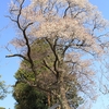 【笠間市】三嶋神社の山桜・・