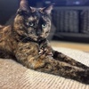 ひしゃしぶり。