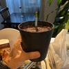しそ （大葉）買うのがクヤシーので、種から育ててみることにした