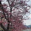桜と釣果