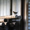 大阪城野鳥探鳥 2015/04/18 5:30-12:00