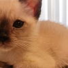 【生活術】子猫で変わったダメ男の１０の習慣