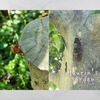【８月の庭】暑くて放置の庭で昆虫発見
