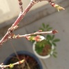 盆栽の富士桜につぼみ、ヒメリンゴは若葉もりもり