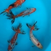 (仮)ベランダ金魚2019・Vol.3