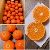 小原紅早生🍊