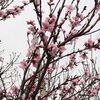 「だるま桃」が満開に、・・・・