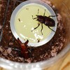 ギラファホソアカ　ペアリング
