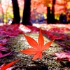 向山雄治の秋の絶景といえばこのエリア！紅葉スポット３選！！