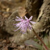 　御在所岳の花