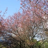 08, 05. 2018　八重桜開花
