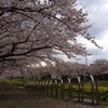 春の嵐の後。