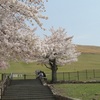 若草山の桜２０２１年（３月下旬～４月初め）