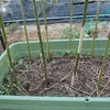 植物の不思議