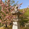 一日一撮 vol.551 青梅神社に遅咲きの桜を愛でる