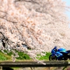 バイクと桜