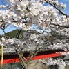 「１万本の桜」ほころぶ　熊本県水上村の市房ダム