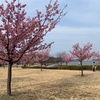 見頃を迎えた佐鳴湖の桜　中学生にとっての部活を考える