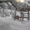 富士の白雪きゃのーえ　溶けてさいさい