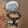 Công ty diệt côn trùng -Phát hiện nhện Maratus nimbus với họa tiết mây trên quạt.