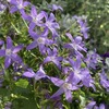 今年も花壇に瞬く青い星々！ ３年目のカンパニュラ・アルペンブルー