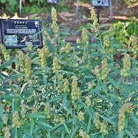 大阪公立大学附属植物園を訪問ー３！・・・珍しい植物
