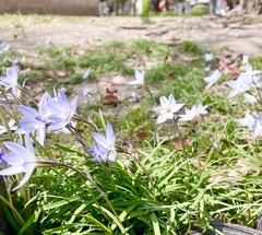 ★紫の花