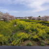 国分川の春の風景