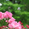 薔薇の香を呼吸し