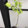 植え替えをしました！