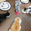 食欲の秋、猫の攻防戦。