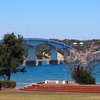 能登島大橋でお花見