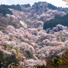 奈良県の桜名所ランキング！ベスト5を紹介。全部、実際に行ってきた場所ばかりです。