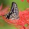 🦋小石川植物園でルンルン撮影😊