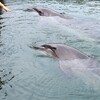 天草旅行2014夏　第3日目（8/1）シードナッツでイルカと戯れる編