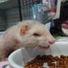 朝の爛ぼー