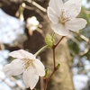 北高上緑地で19日、エドヒガンとみられる桜が開花しました。ヤマザクラの赤みがかった若葉も開き始めています。里山もいよいよ桜の季節到来―。