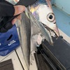 【釣果報告】釣り初め太刀魚リベンジ