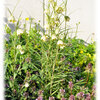 「アミガサユリ」が春の使者 / ”Fritillaria verticillata” is the messenger of spring.