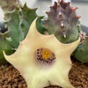 スタぺリアンサスの購入と植替え