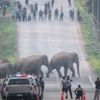 タイの道路に野生のゾウ、次から次へと現れ横断していく【動画】