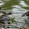 親子の季節＠大宮公園ボート池